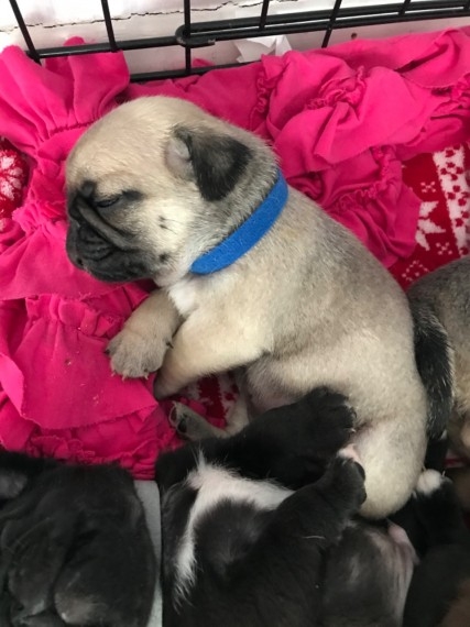 Beautiful 34 Pugs Pups, Only Boys Left.